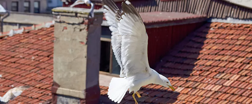 Residential Chimney Animal Removal Solution in Aspen Hill, MD